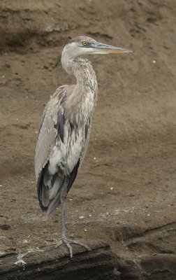 Galapagos Wildlife