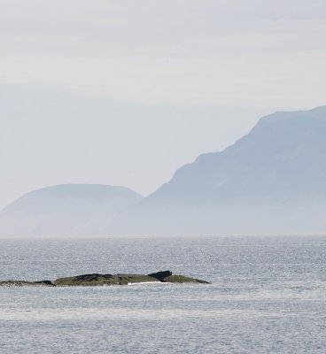 Galapagos Wildlife