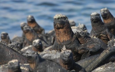 marine iguana, soaking up the rays