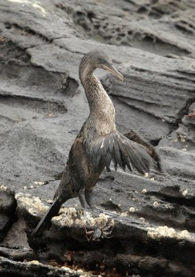 flightless cormorant 