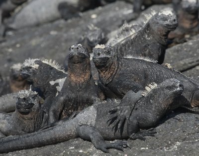 Galapagos Wildlife