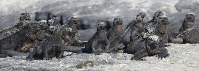 Galapagos Wildlife