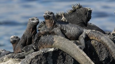 Galapagos Wildlife