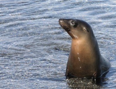 Galapagos Wildlife