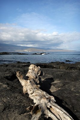 Galapagos Wildlife