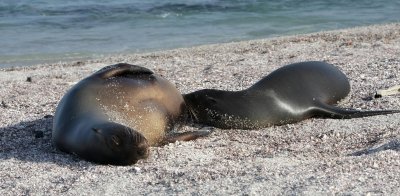 Galapagos Wildlife