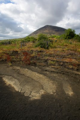 Galapagos Wildlife