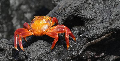 Galapagos Wildlife