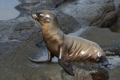 Galapagos Wildlife