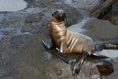 Galapagos Wildlife