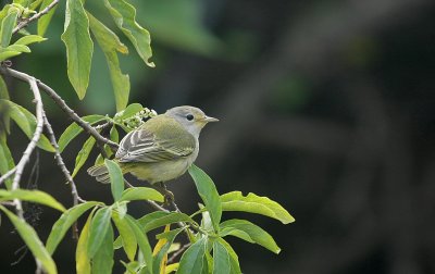 Galapagos Wildlife