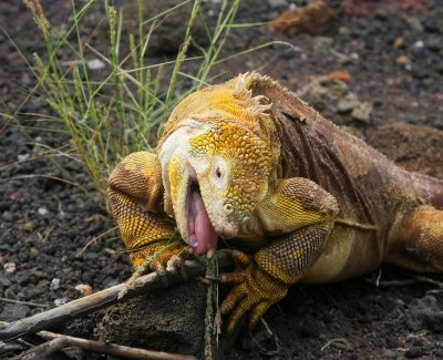 Galapagos Wildlife