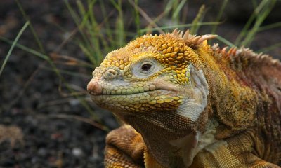 Galapagos Wildlife