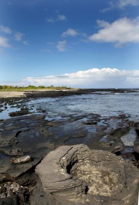 Galapagos Wildlife