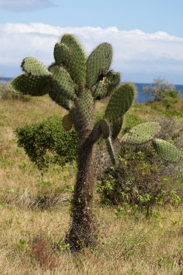 Galapagos Wildlife