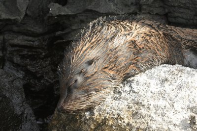 Galapagos Wildlife