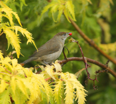 female black cap