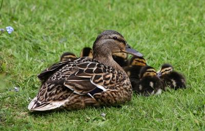 Mallards