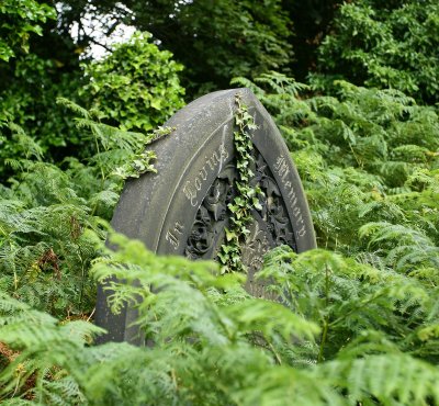 Ivy and ferns