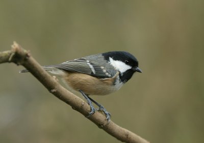 Coal tit