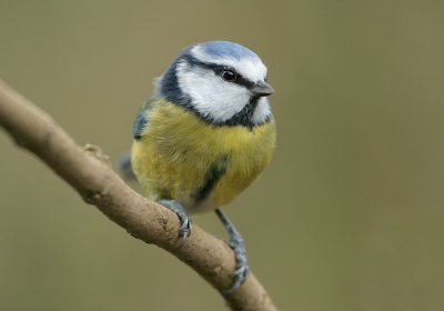 blue tit