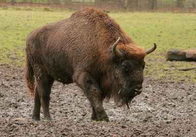 European Bison