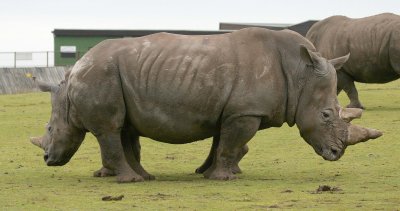 rare 2 headed white rhino