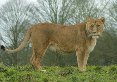 asiatic lions