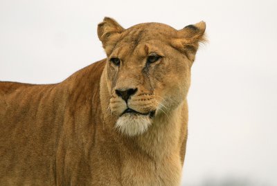 asiatic lions