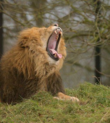 asiatic lions