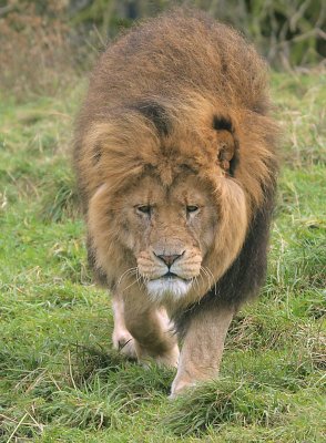 asiatic lions