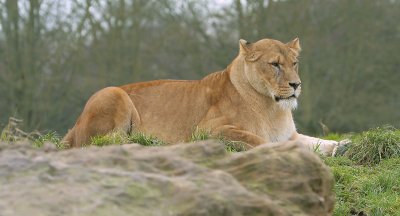 asiatic lions
