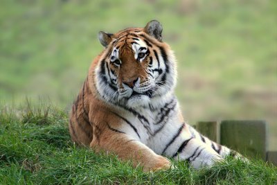 siberian tiger