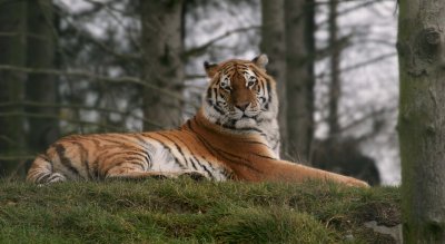 siberian tiger