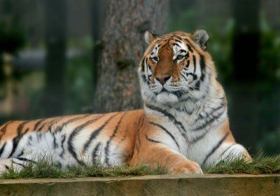 siberian tiger