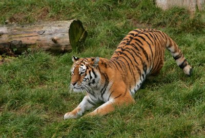 Siberian Tiger