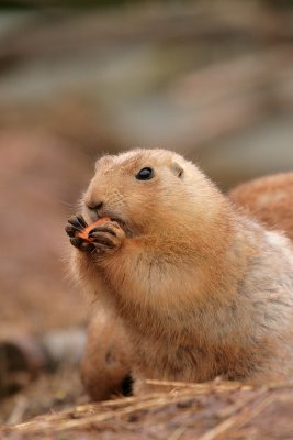 marmot
