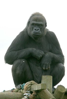 Gorilla
