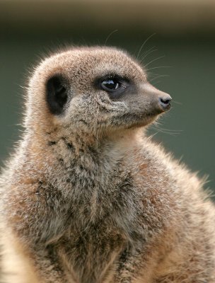 Mearkat