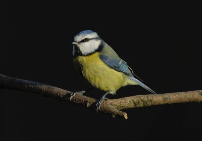 Blue tit