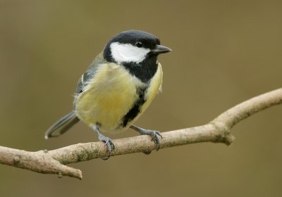 great tit