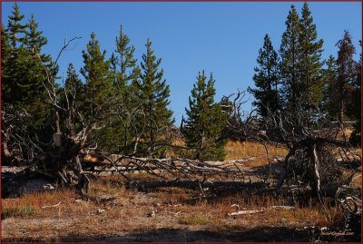 82- Yellowstone National Park