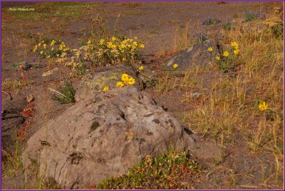 95- Yellowstone National Park