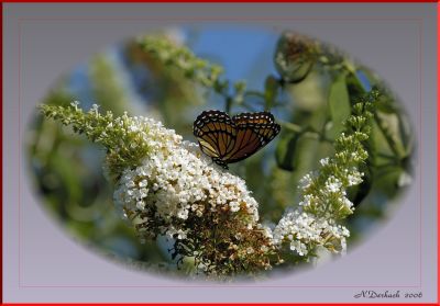 Monarch On Fragrant Butterfly Bush