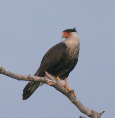 caracara 2.jpg