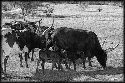 Watusi / Longhorn cattle