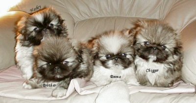 the puppies