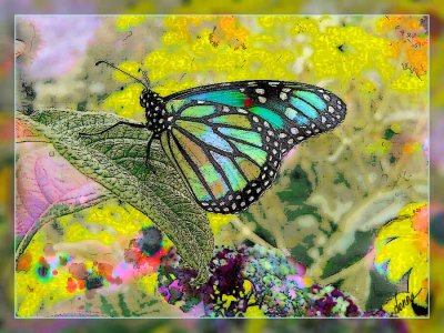 Colorful-Butterfly-dtk.jpg