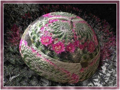 cactus-egg-dtk.jpg