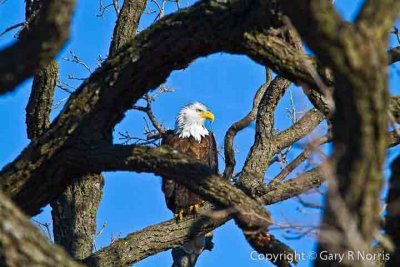 Eagle, Bald